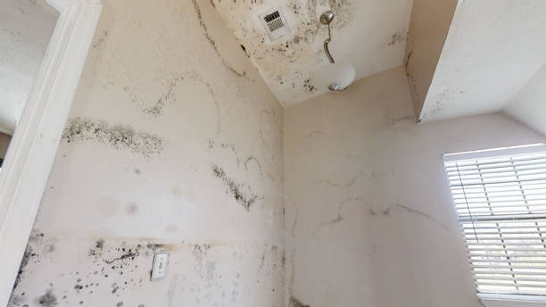 Best Mold Prevention Services  in Mapleton, IA