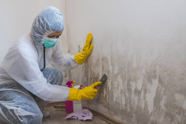 Biohazard Mold Removal in Mapleton, IA