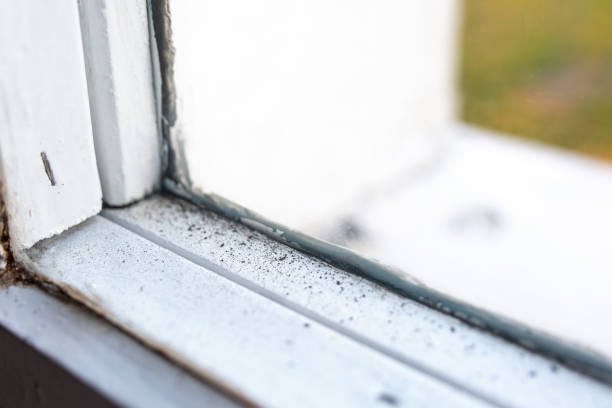 Best Mold Removal for HVAC Installations  in Mapleton, IA