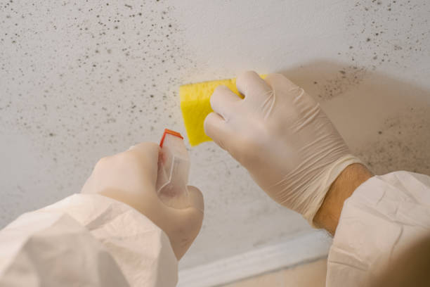 Best Water Damage & Mold Remediation  in Mapleton, IA