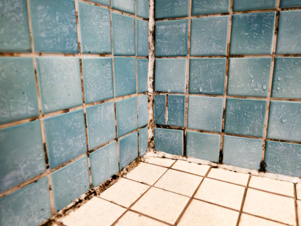 Forensic Mold Investigation in Mapleton, IA