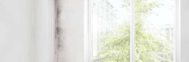 Reliable Mapleton, IA Mold Removal Solutions