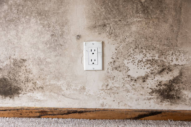 Best HVAC Mold Inspection and Cleaning  in Mapleton, IA