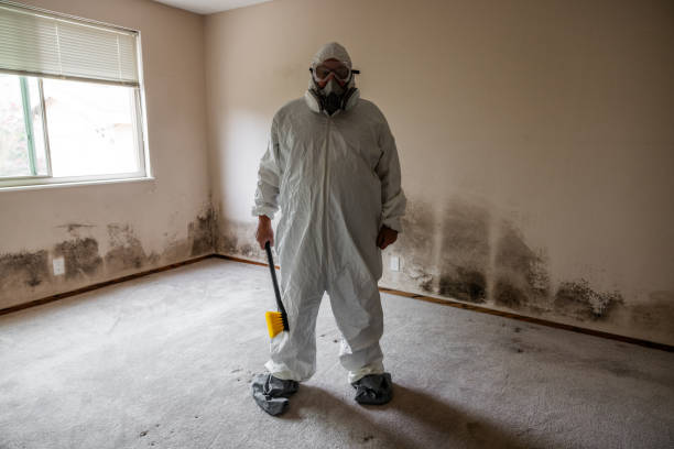 Best Mold Damage Restoration  in Mapleton, IA