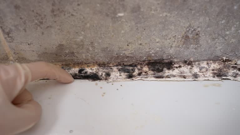 Best Biohazard Mold Removal  in Mapleton, IA