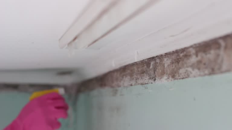 Best Emergency Mold Remediation  in Mapleton, IA