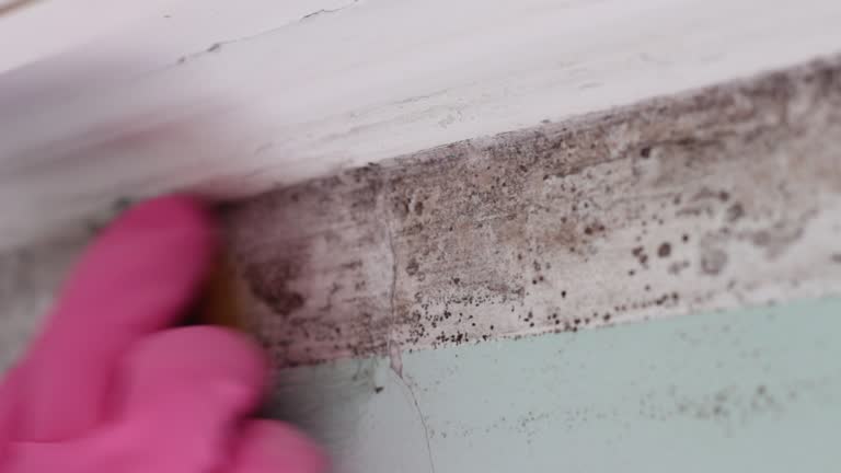 Best Forensic Mold Investigation  in Mapleton, IA